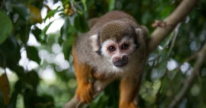 Monkeyland - Juan Dolio Full Day