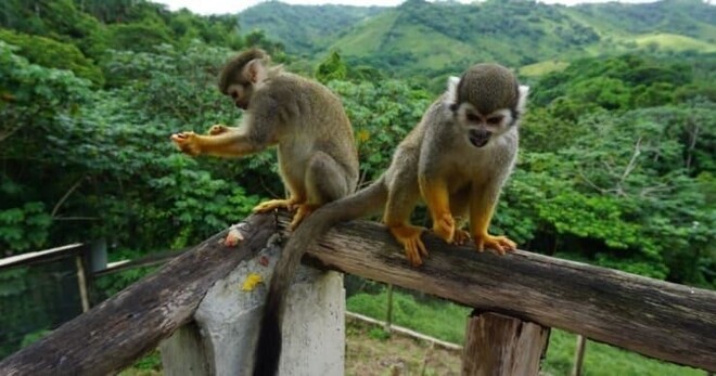 Monkeyland - Juan Dolio Full Day