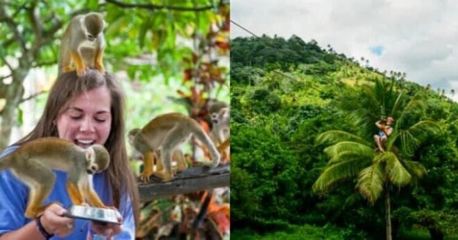 Zip Line Adventures + Monkeyland - La Romana