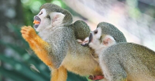 Ziplines with Monkeyland Puerto Plata