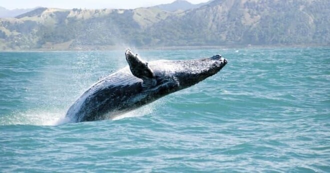 Whale Watching & Bacardi Island