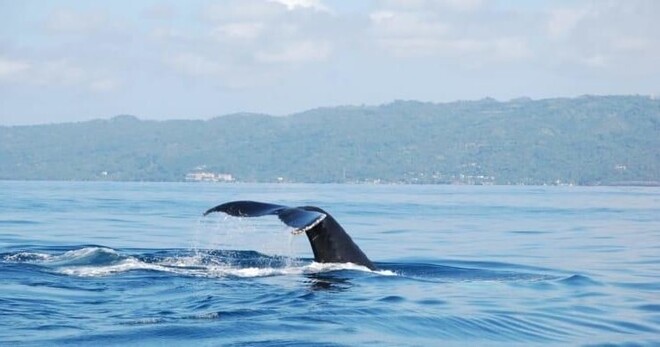 Whale Watching & Bacardi Island
