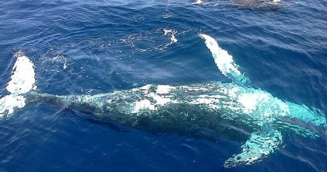 Whale Watching & Bacardi Island