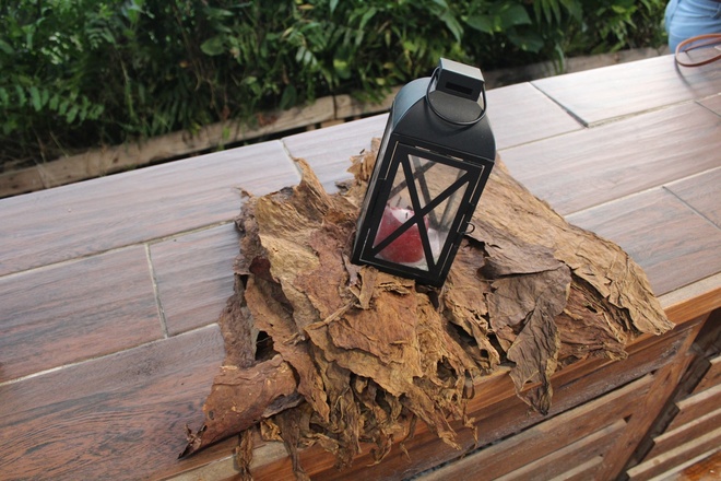 Smoke & Soil: A Journey Through Tobacco Traditions