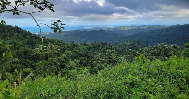 Half-Day Rainforest tour