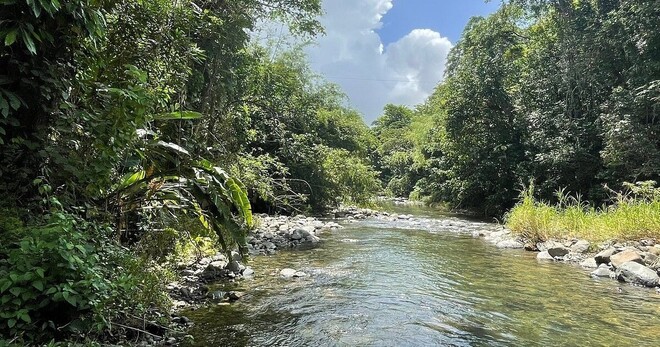 Half-Day Rainforest tour