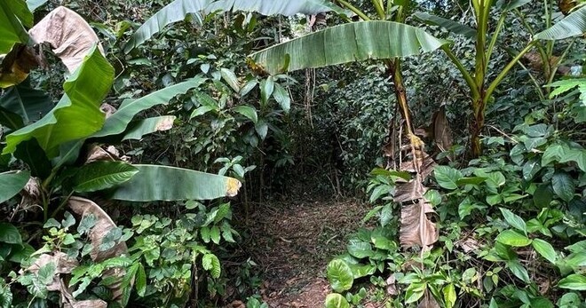 Casual One- El Yunque Rainforest, Waterslides, Beach, Dine, 