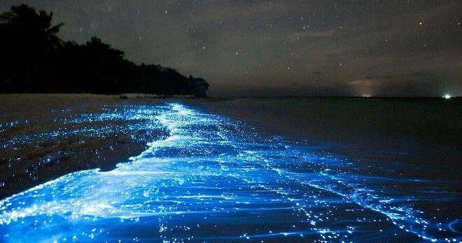 Fajardo Bioluminescent Bay Guided Night Kayaking Tour