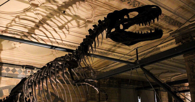 Natural History Museum of London Guided Tour - Semi-Private 