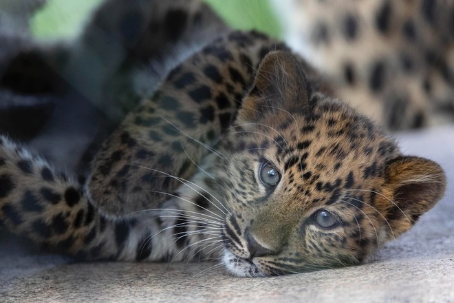 San Diego Zoo - General Admission