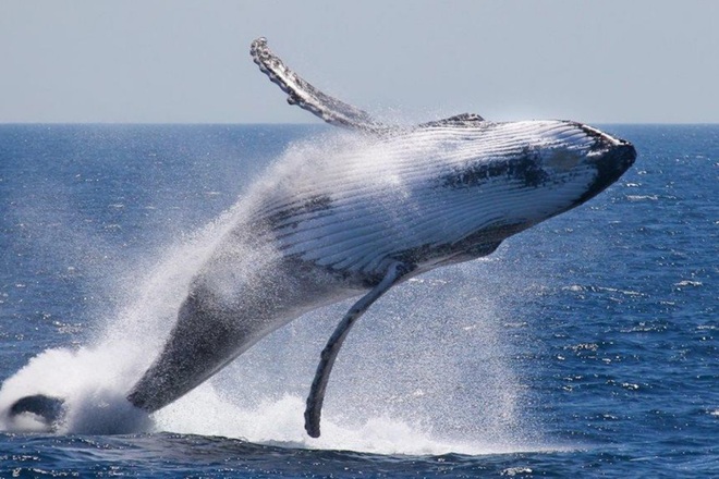 Whale & Dolphin Watching