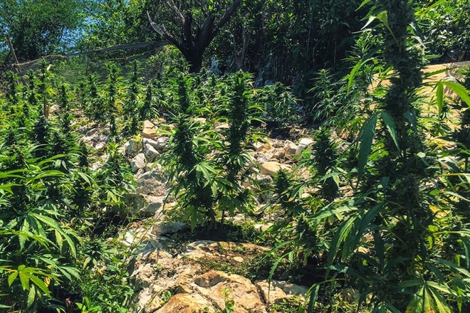 ATV & Weed Farm Tour - Montego Bay