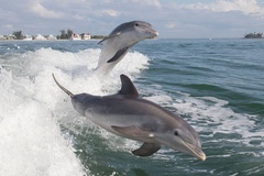 Create Listing: Dolphin Boat Tour